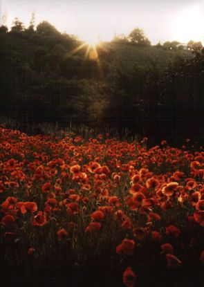blumenwiese