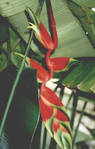 BLUME_2