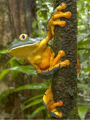 frog_2