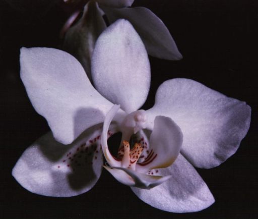 Orchidee