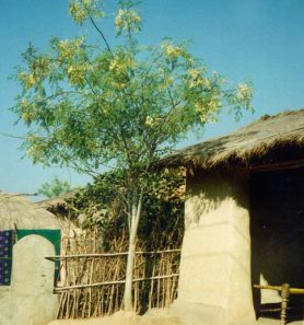 Moringa-Baum